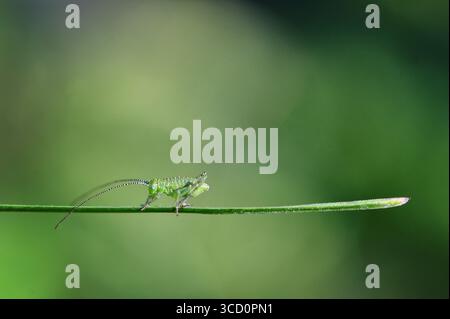 small green baby grasshopper suborder Caelifera sitting on grass Stock Photo