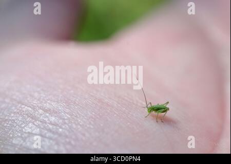small green baby grasshopper suborder Caelifera sitting on palm Stock Photo