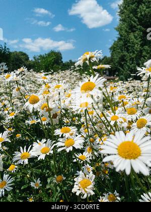 Lots of chamomile flowers. Daisies in the field - glade in the forest - on sunny a summer day. Stock Photo