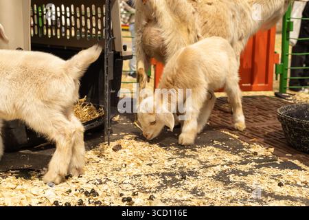 Baby goats standing in a cage Stock Photo