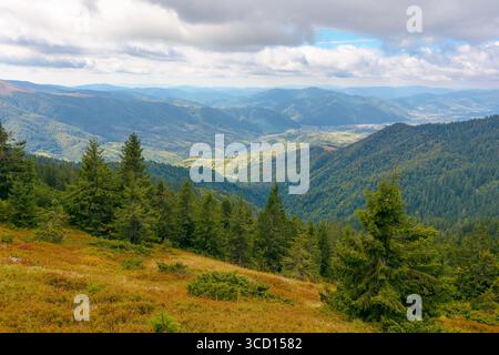 hillside of mountain range with coniferous forest and meadow. view in to the distant rural valley from above. beautiful countryside landscape of trans Stock Photo