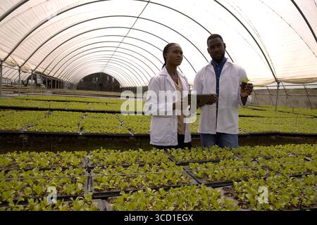African American colleagues examining seedlings in greenhouse using tablet and holding nursery pot Stock Photo
