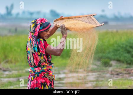Bogura, Bangladesh - 25 May 2017: View of a woman dressed in vibrant floral patterns winnowing grains against a pale sky, creating a shower of golden particles over the verdant fields. Stock Photo