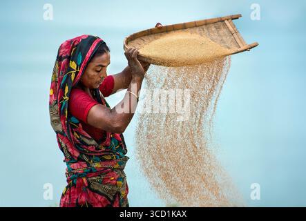 Bogura, Bangladesh - 25 May 2017: View of a woman in a vibrant floral sari winnowing grain against the soft, diffuse light of the sky, creating a cascade of golden hues. Stock Photo