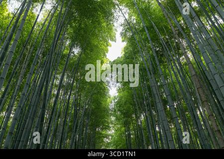 Looking up through dense bamboo in Kyoto Arashiyama Forest reveals symmetrical crowns enclosing bright sky in center and forming tunnel of foliage Stock Photo
