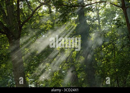 Bonfire smoke through tree leaves. Dappled light and suns rays through smoke in a woodland setting. Stock Photo