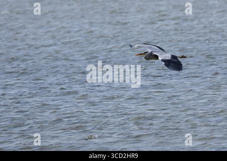 Graureiher, Flug, Flugbild, fliegend, Grau-Reiher, Fischreiher, Reiher, Ardea cinerea, Grey Heron, Gray Heron, Heron, flying, flight, Héron cendré Stock Photo