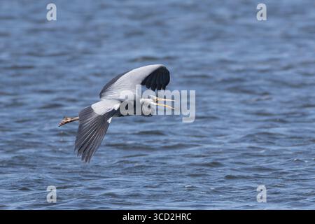 Graureiher, Flug, Flugbild, fliegend, rufend, Grau-Reiher, Fischreiher, Reiher, Ardea cinerea, Grey Heron, Gray Heron, Heron, flying, flight, Héron ce Stock Photo