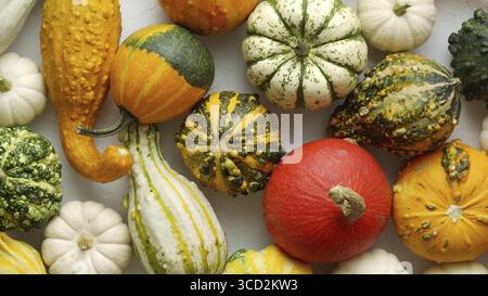 Colorful mini pumpkins on white background. Fall background. Halloween or Thanksgiving celebration. Top view, flat lay Stock Photo