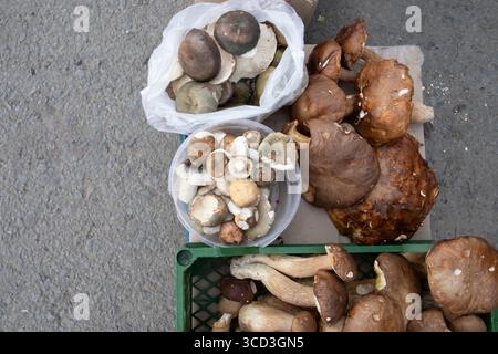 Top view of fresh wild mushrooms in plastic bags placed on asphalt surface. Organic forest harvest for cooking, seasoning, and traditional recipes. Stock Photo