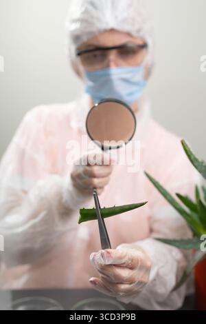 A researcher in a laboratory is examining an aloe plant leaf carefully using tweezers and a magnifying glass. The environment is equipped for scientific inquiry into plant applications. Stock Photo