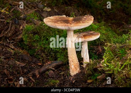 Two brown mushrooms in front of green moss on dark forest floor Stock Photo
