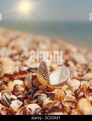 Macro shot Open seashell lying on sall shells cover in front of horizon line with bright sun Stock Photo