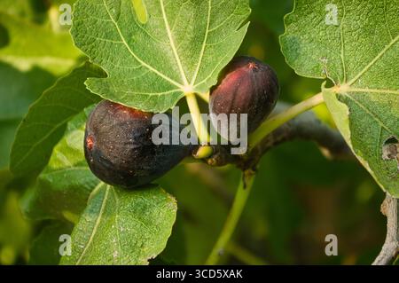 Black figs on a fig tree on the Mediterranean coast. Stock Photo