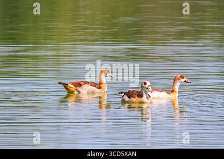Baden-Wuerttemberg : nature reserve Laupheim Stock Photo