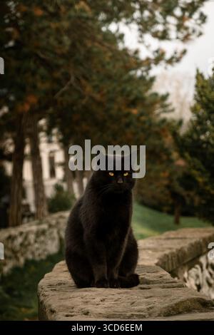 Black cat with piercing yellow eyes sitting on a stone wall in a park, with a blurred background of trees Stock Photo