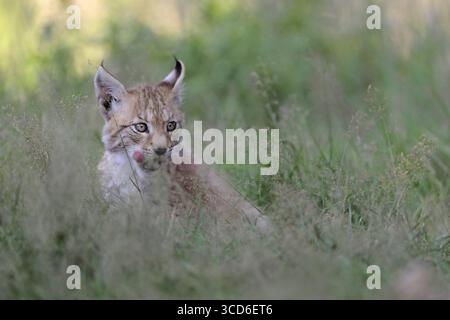 RECORD DATE NOT STATED Zunge schleckend... Eurasischer Luchs  Lynx lynx , junger Luchs sitzt im hohen Gras, schleckt mit der Zunge, Serie Tierkinder, lustige Tieraufnahmen, süße Wildkatzen, heimische Natur, captive *** Young cub of Eurasian Lynx  Lynx lynx  licks deceitful its tongue, looks funny, cute animal childs, captive, Europe. Nordrhein-Westfalen Deutschland, Westeuropa Stock Photo