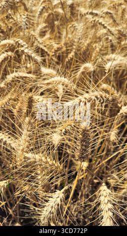 Golden Cereal field with ears of rye, Close-up natural background, Agriculture farm and farming concept, Vertical orientation Stock Photo