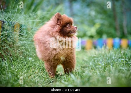 Brown pomeranian spitz stands in vibrant garden, surrounded by lush greenery. Soft lighting highlights fluffy coat, creating warm, inviting scene. Cur Stock Photo