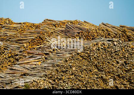 A towering stack of chopped firewood composed of branches and trunks, captured under clear skies in golden sunlight Stock Photo