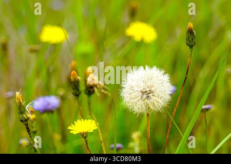 Macro view of a white dandelion seed head surrounded by blooming yellow wildflowers in a lush green meadow Stock Photo
