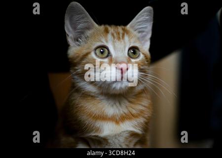 Close-up of an adorable ginger kitten with striking green eyes looking attentively indoors. Stock Photo