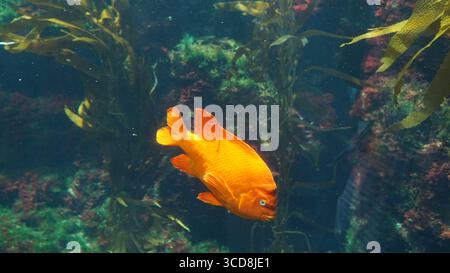 Bright orange Garibaldi fish swimming among kelp in an underwater habitat. Stock Photo