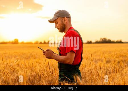 Rural farmer using smartphone for smart farming in wheat field Stock Photo