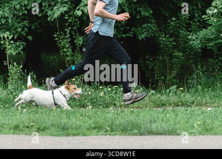 Athletic man jogging with Jack Russell Terrier dog in park - active pet owner lifestyle Stock Photo