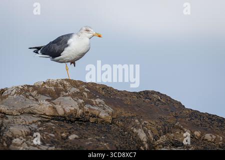 Portrait of yellow-legged gull (Larus michahellis) standing on one leg atop a coastal rock against a pale sky. This large seabird, common in southern Stock Photo