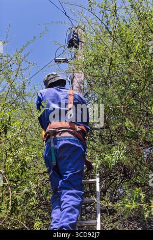 telecom worker climbed on a wooden pole, african american worker fixing the optic fiber cable standing on a ladder in the acacia tree south africa Stock Photo