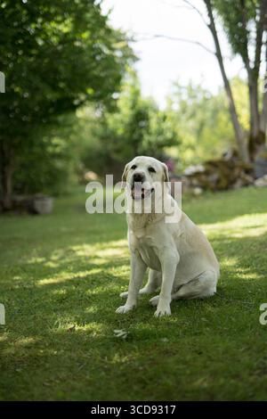 Smiling labrador retriever sitting on green grass, looking at camera, sunny summer day in countryside garden. Stock Photo