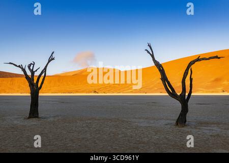 Famous dead tree, orange dune and a cloud in Deadvlei Stock Photo
