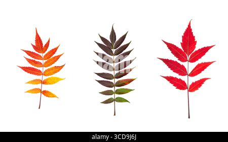 Set of three Autumn Sumac leaves isolated cutout on white background Stock Photo