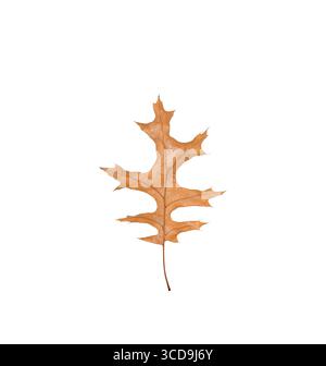 Brown autumn oak leaf isolated cutout on white Stock Photo