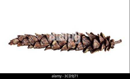 Long pine cone of Eastern white pine isolated cutout on white Stock Photo