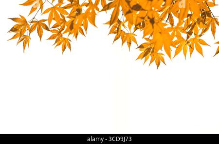 Yellow Japanese maple autumn leaves branches isolated cuout on white Stock Photo