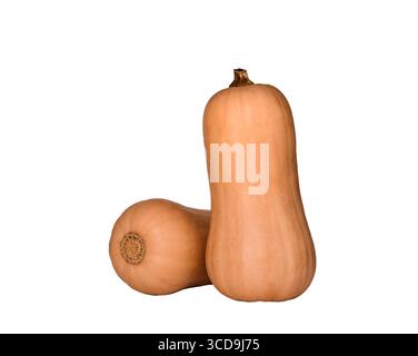 Two whole butternut squash isolated cutout on white Stock Photo