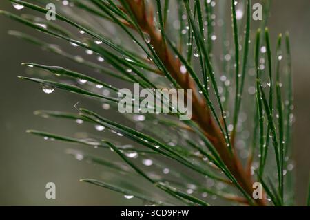 Macro close-up of pine needles with raindrops after rain, green conifer branch and water droplets with soft blurred forest background Stock Photo