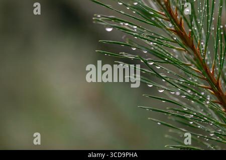 Close-up macro of pine needles with raindrops after rainfall, fresh evergreen foliage in natural forest setting, perfect for nature backgrounds Stock Photo