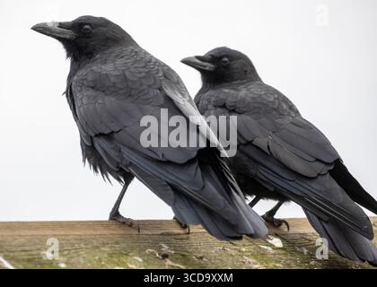 Two black crows stand closely together on a wooden fence against a gray sky. They appear alert and observant, showcasing their glossy feathers and dis Stock Photo