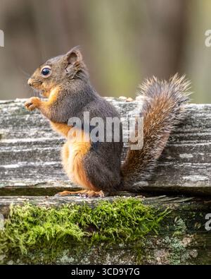 A small Douglas squirrel perches on a weathered log covered in moss. Its fur is brown and gray with a bushy tail, capturing the tranquil atmosphere of Stock Photo