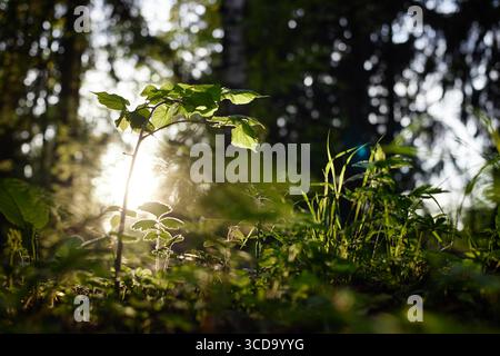 Young Green Plant Growing in Forest with Sunlight Shining through Trees Stock Photo