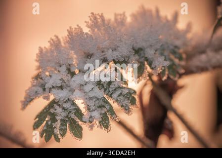 Frozen leaf with orange background and ice crystals Stock Photo