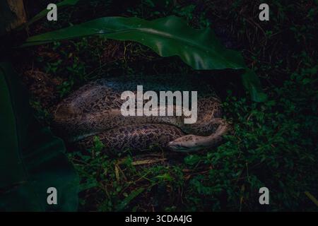 A reticulated python (Python reticulatus) lies coiled beneath broad tropical leaves in its Malaysian zoo habitat, its intricate patterned scales blend Stock Photo