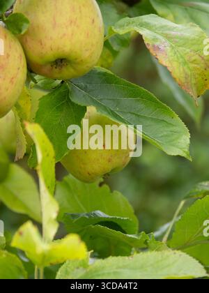 Close up of green apples on an apple tree. Apples are ready for picking and eating. Stock Photo