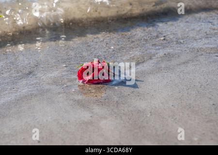 Scarlet red rose flower in shallow sea water at sandy beach, touched by incoming waves. Stock Photo