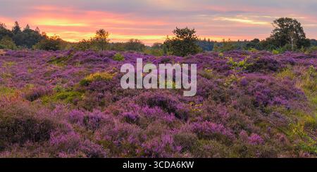 A wide 2:1 panoramic image from an early morning at sunrise over the purple heather in the Bakkeveense Dunes reveals a serene Dutch landscape. The vib Stock Photo