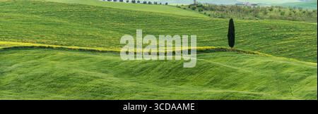 A single cypress tree stands in the middle of lush Tuscan fields Stock Photo