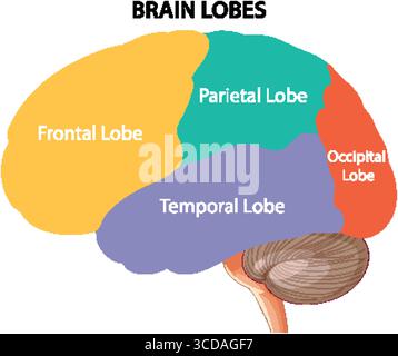 Illustration of human brain lobes in vibrant colors, highlighting frontal, parietal, temporal, and occipital regions Stock Vector